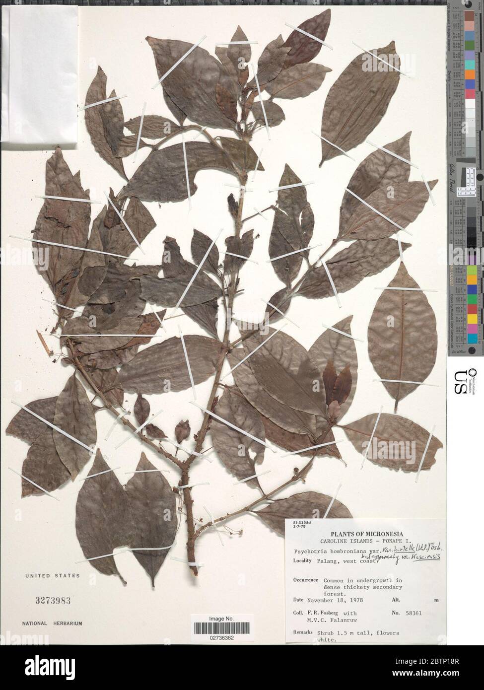 Psychotria hombroniana var hirtella Valeton Fosberg. Stock Photo