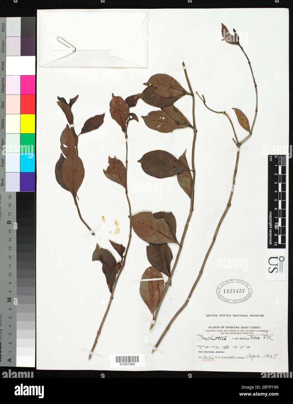 Psychotria sarmentosa subsp cf Blume. Stock Photo