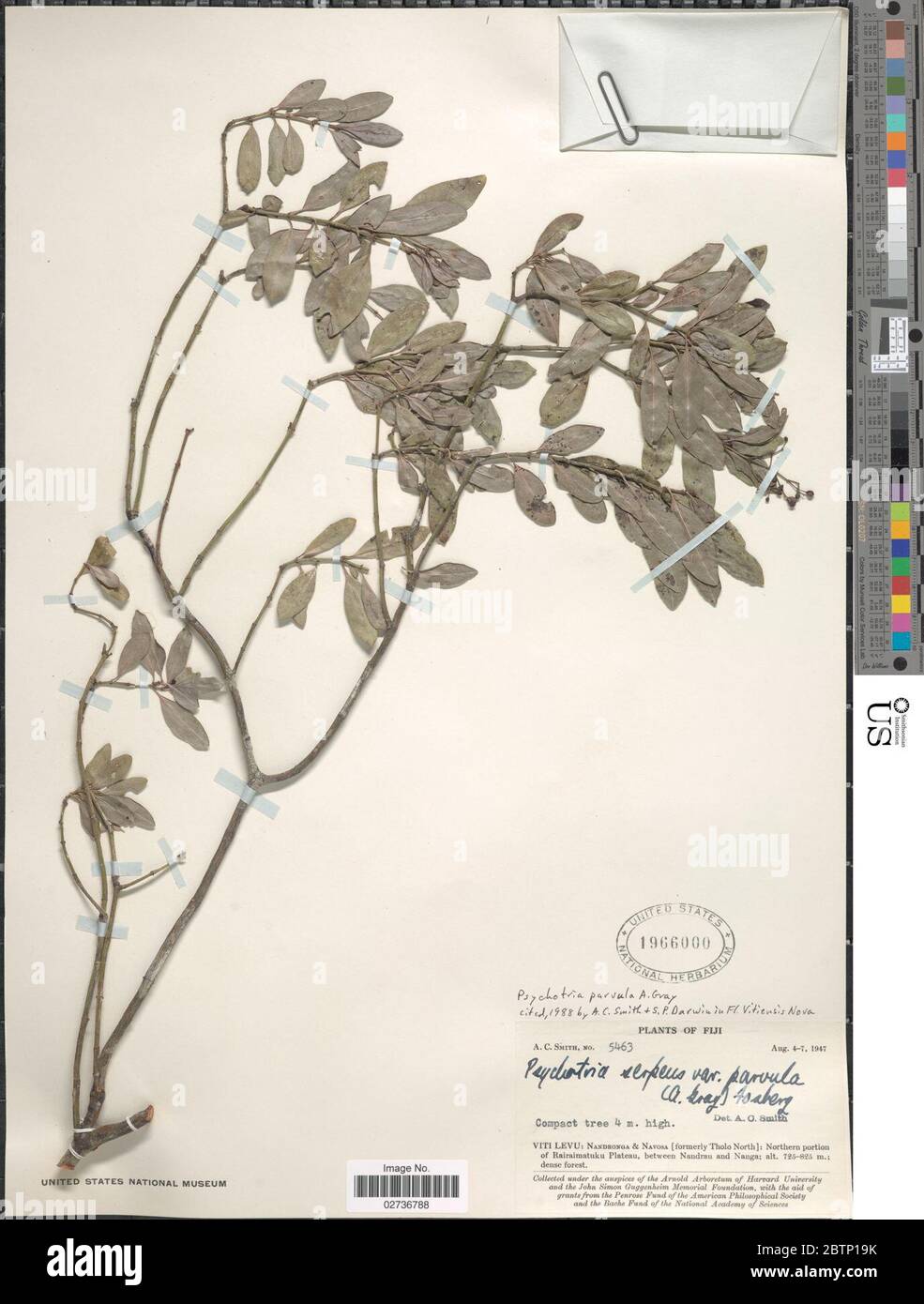 Psychotria parvula A Gray. Stock Photo