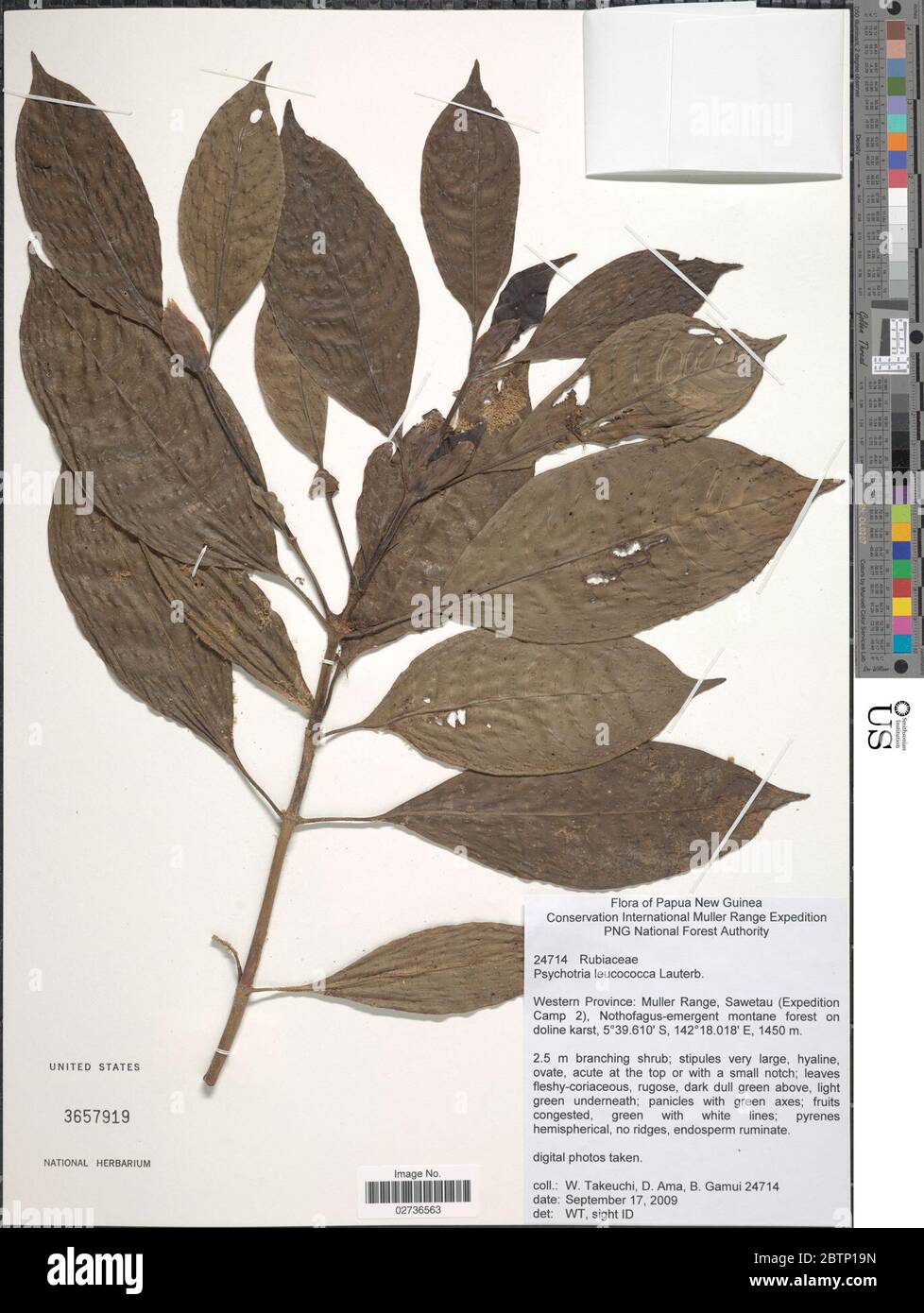 Psychotria leucococca K Schum Lauterb. Stock Photo