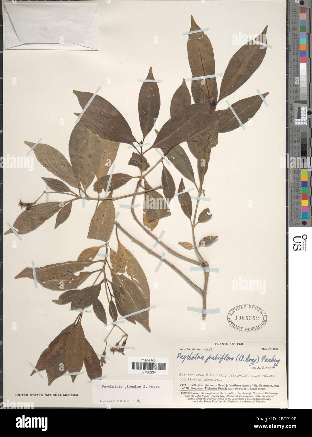 Psychotria gibbsiae S Moore. Stock Photo