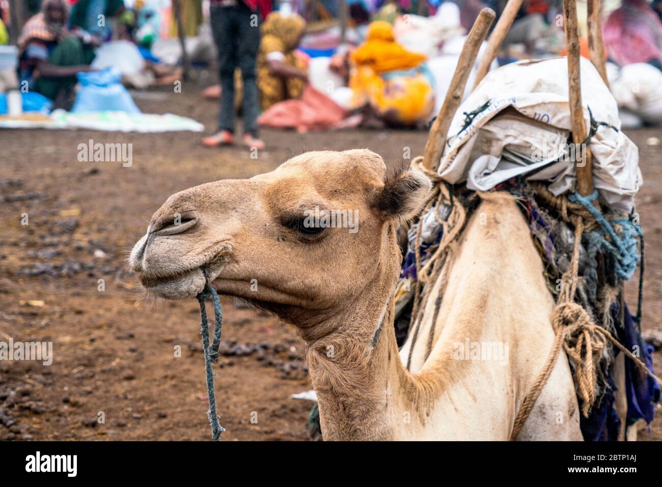 Camel at Bati livestock market, Amhara Region, Oromia, Ethiopia, Africa Stock Photo