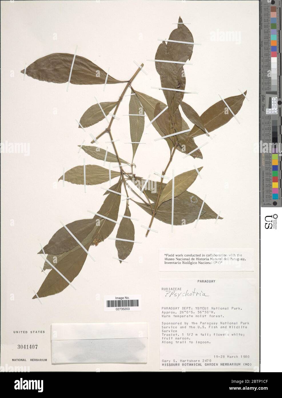 Psychotria sp. Stock Photo