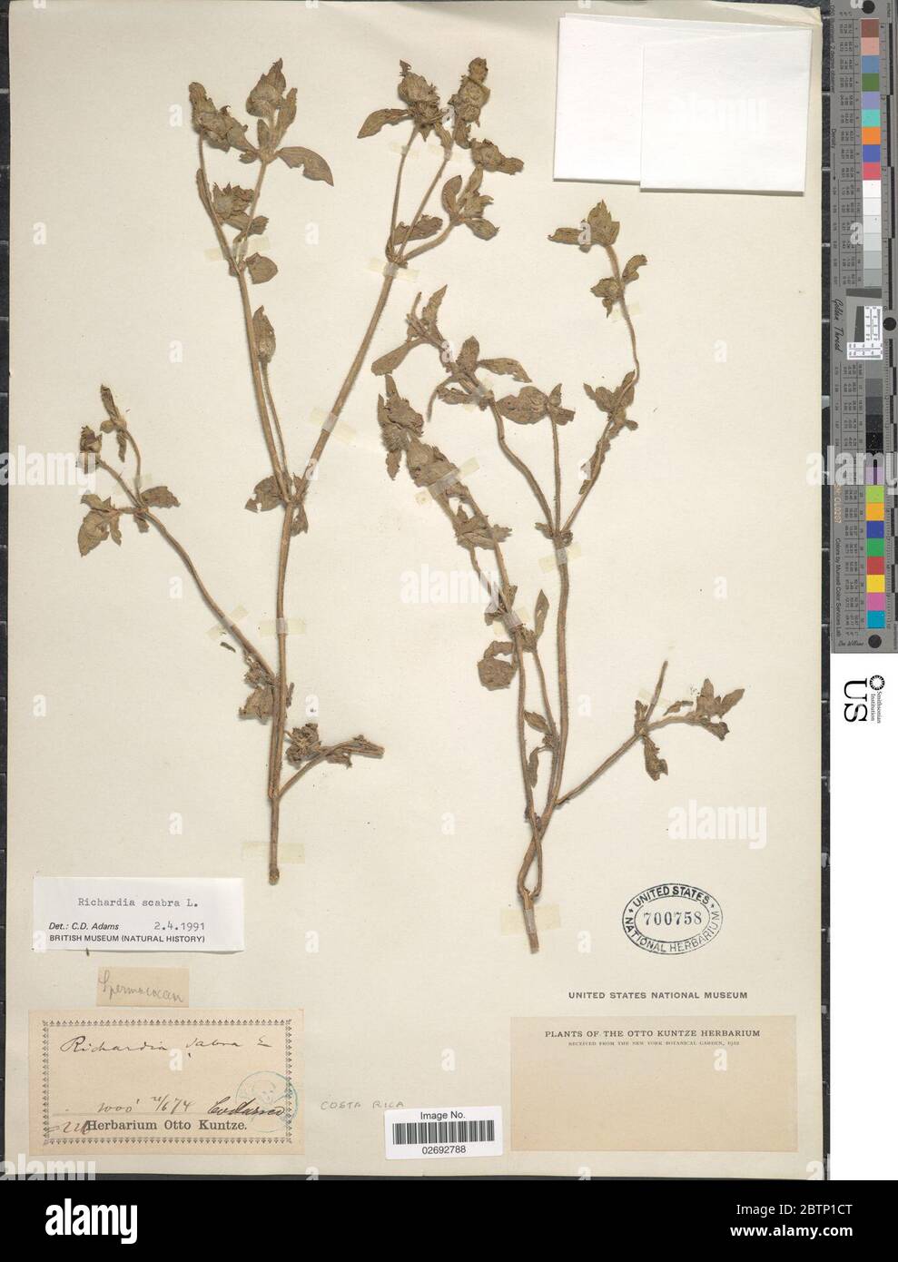 Richardia scabra hi-res stock photography and images - Alamy