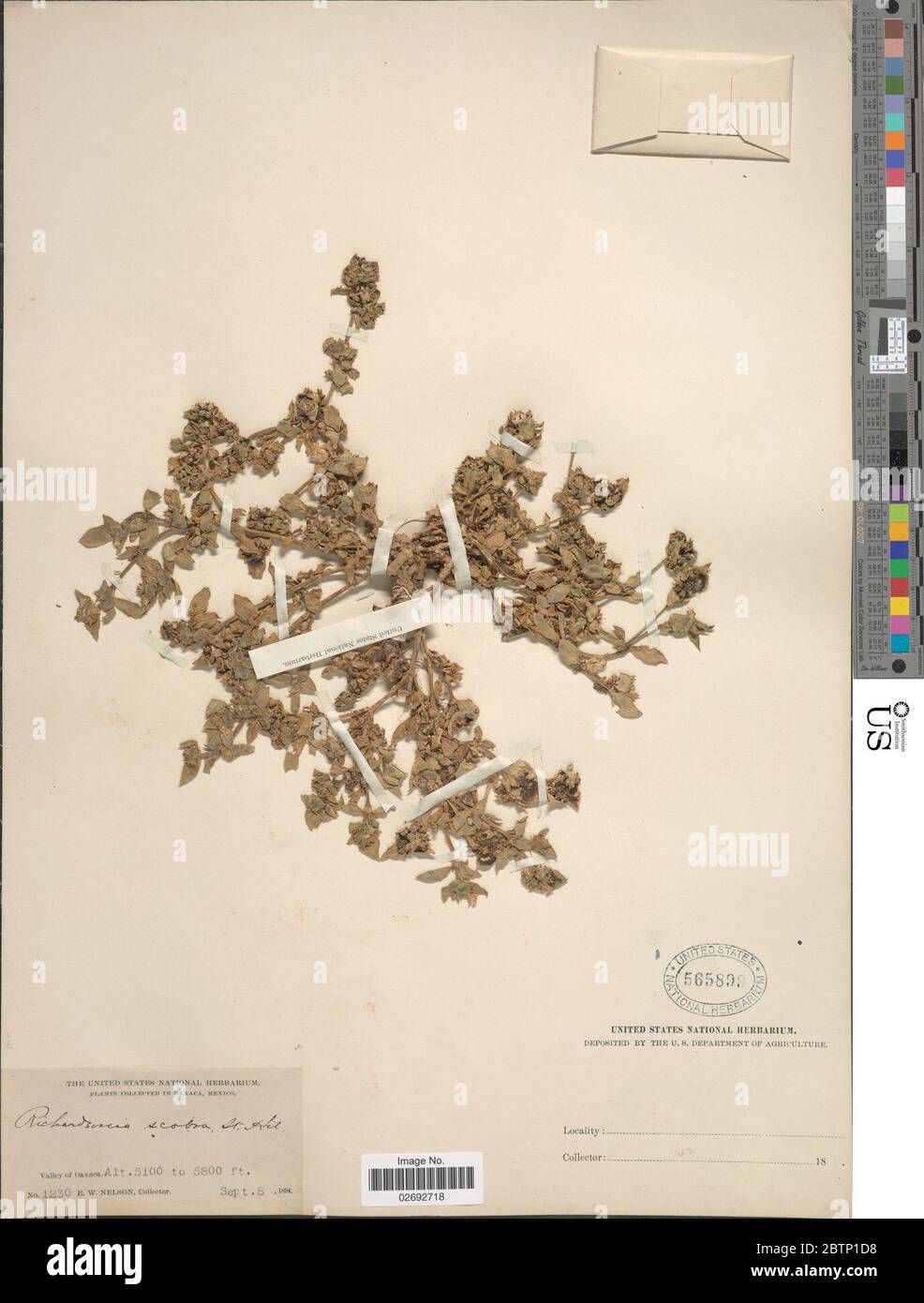 Richardia scabra hi-res stock photography and images - Alamy