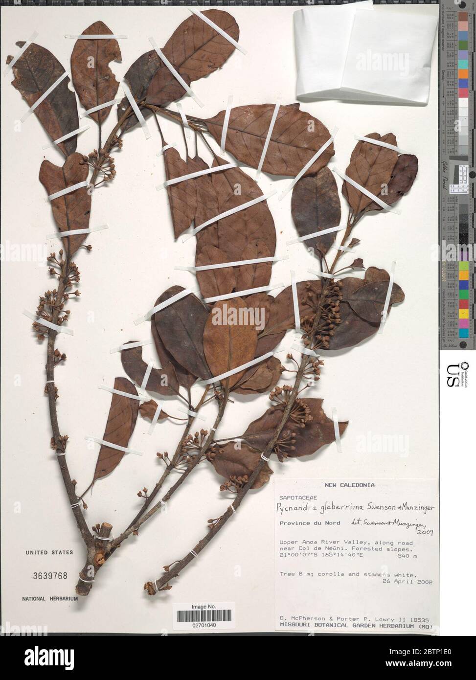 Pycnandra glaberrima Swenson Munzinger. Stock Photo