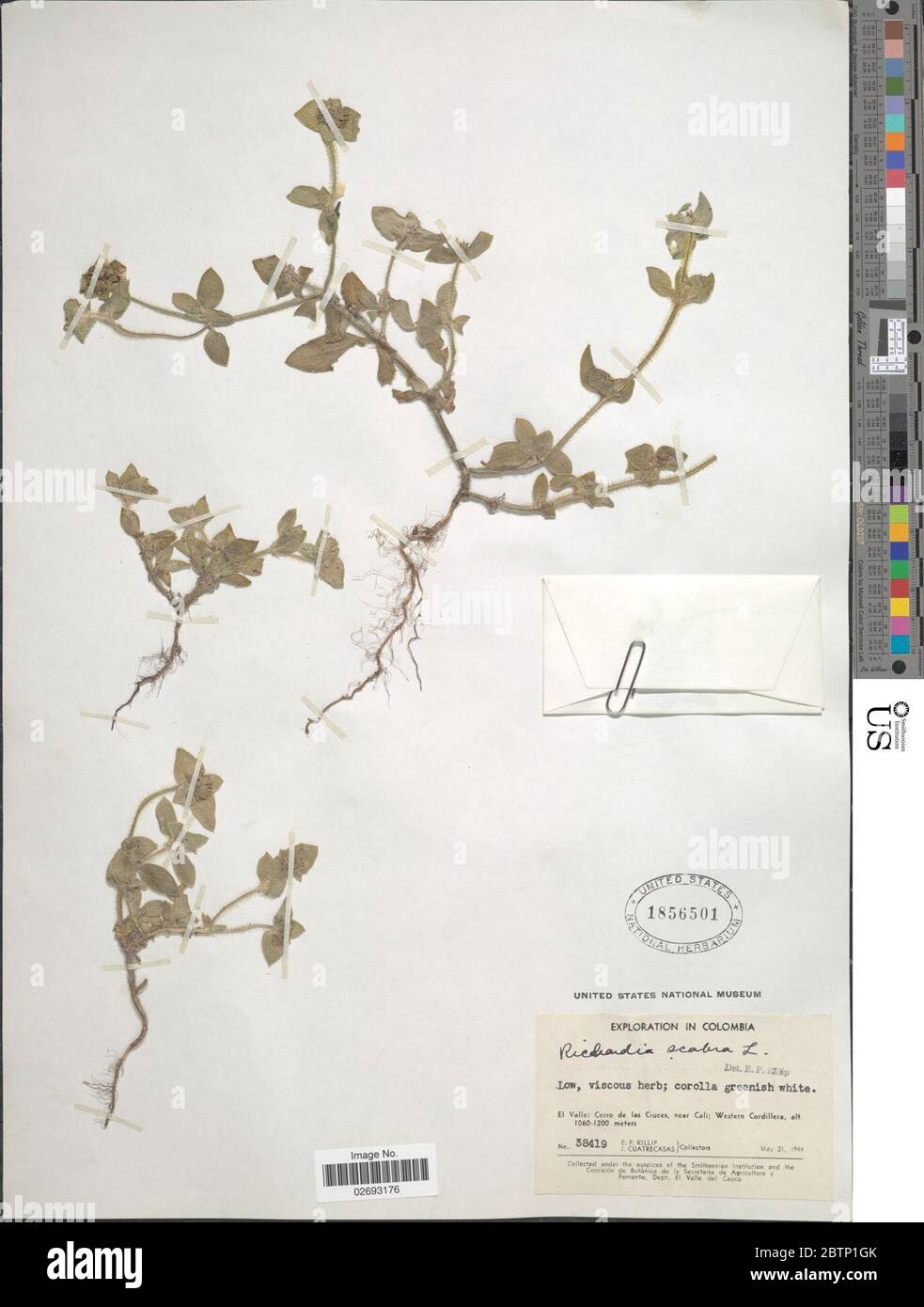 Richardia scabra hi-res stock photography and images - Alamy