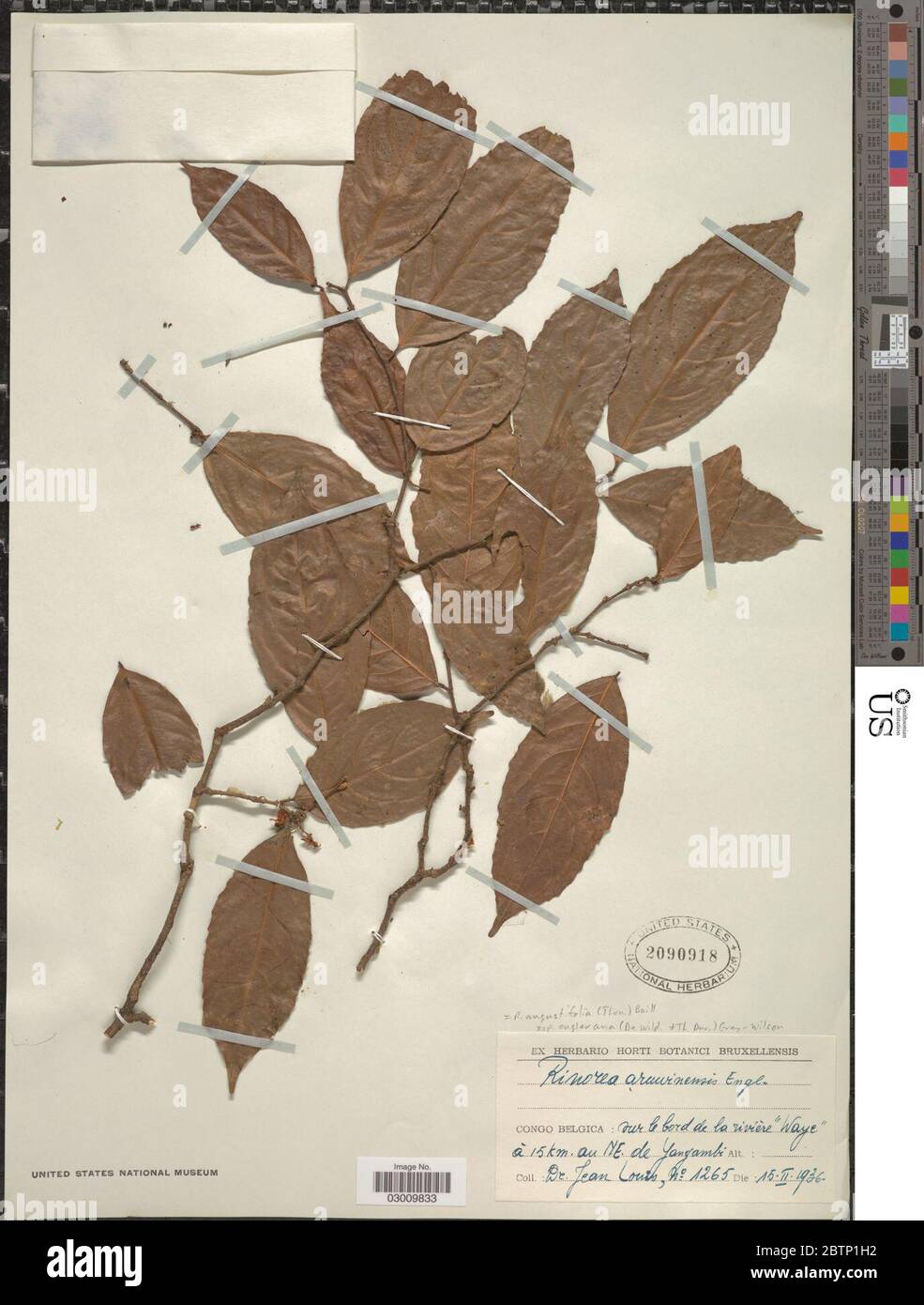 Rinorea angustifolia subsp engleriana De Wild T Durand GreyWilson. Stock Photo
