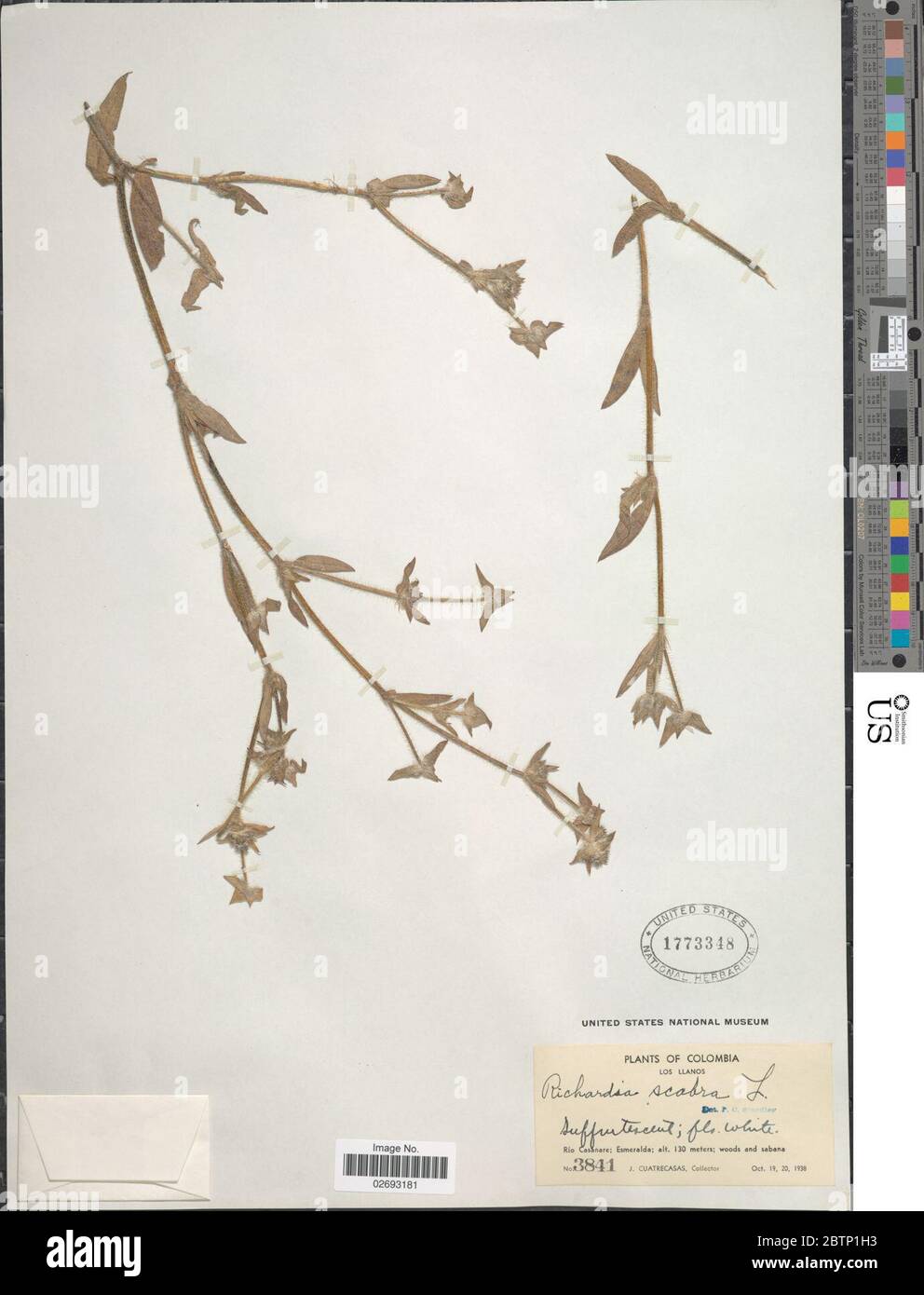 Richardia scabra hi-res stock photography and images - Alamy