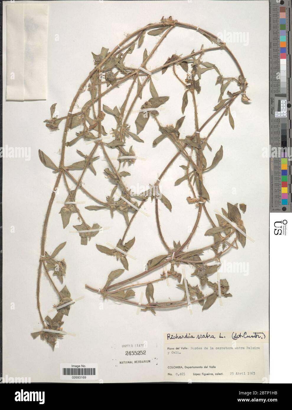 Richardia scabra hi-res stock photography and images - Alamy