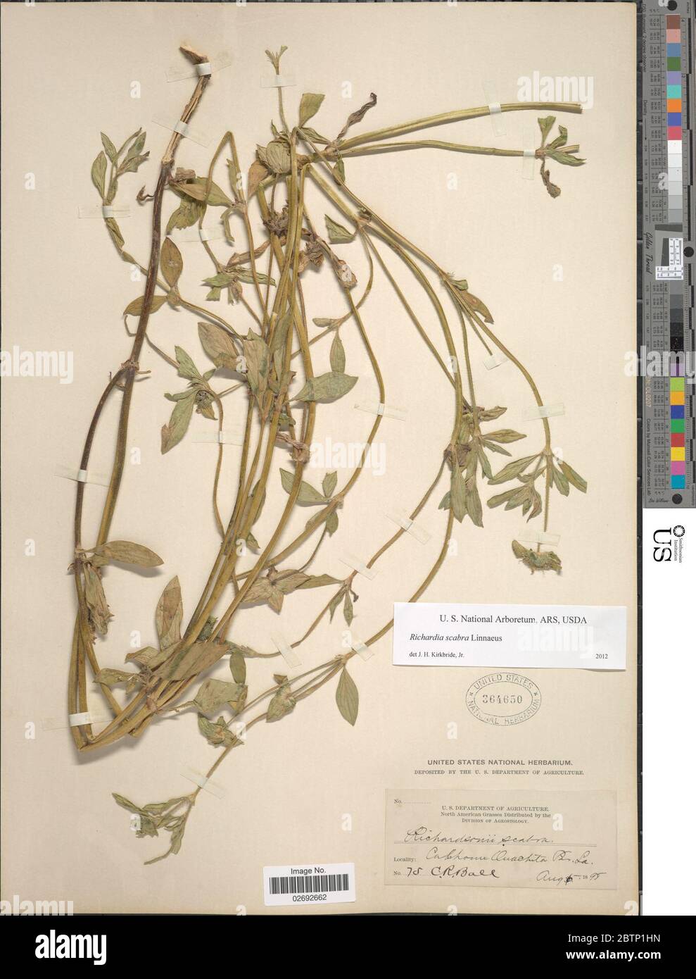 Richardia scabra hi-res stock photography and images - Alamy