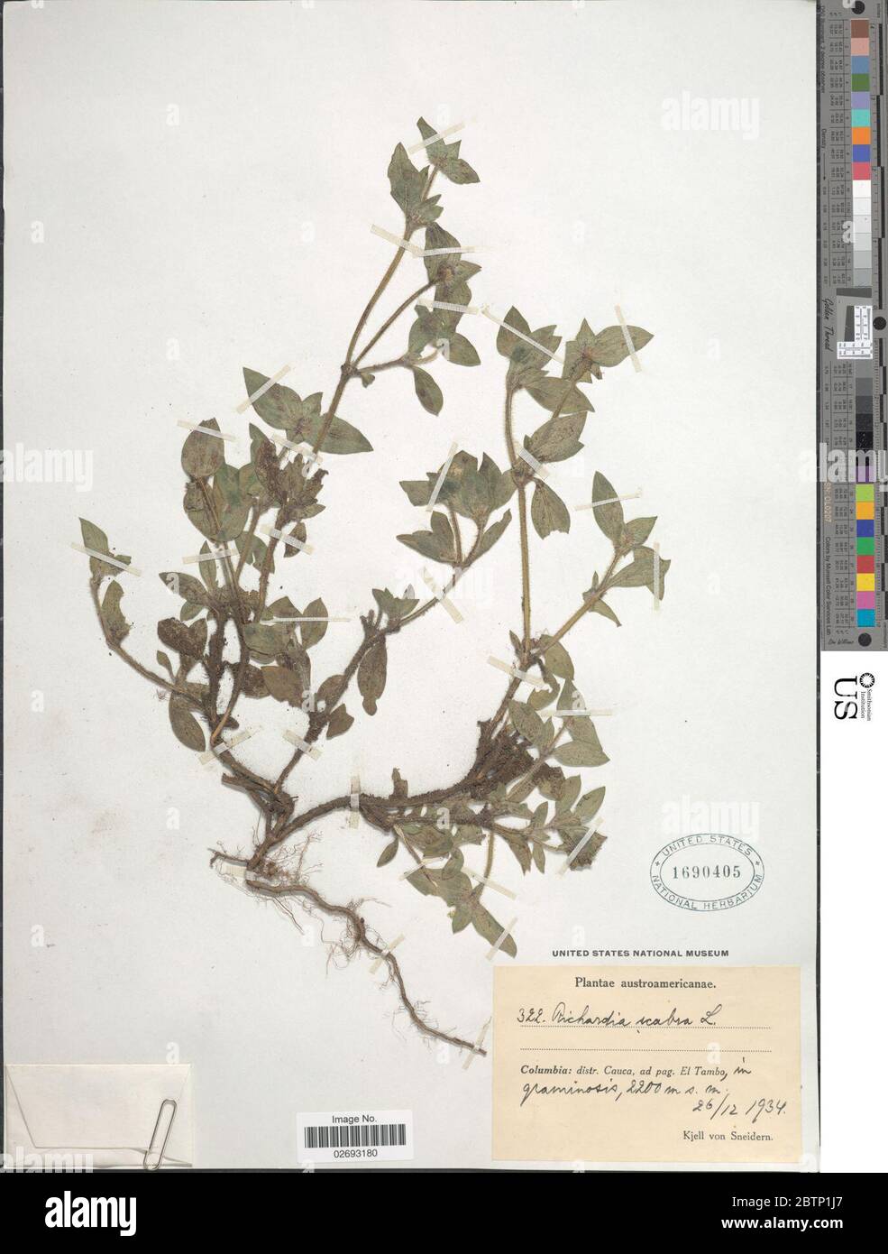 Richardia scabra hi-res stock photography and images - Alamy