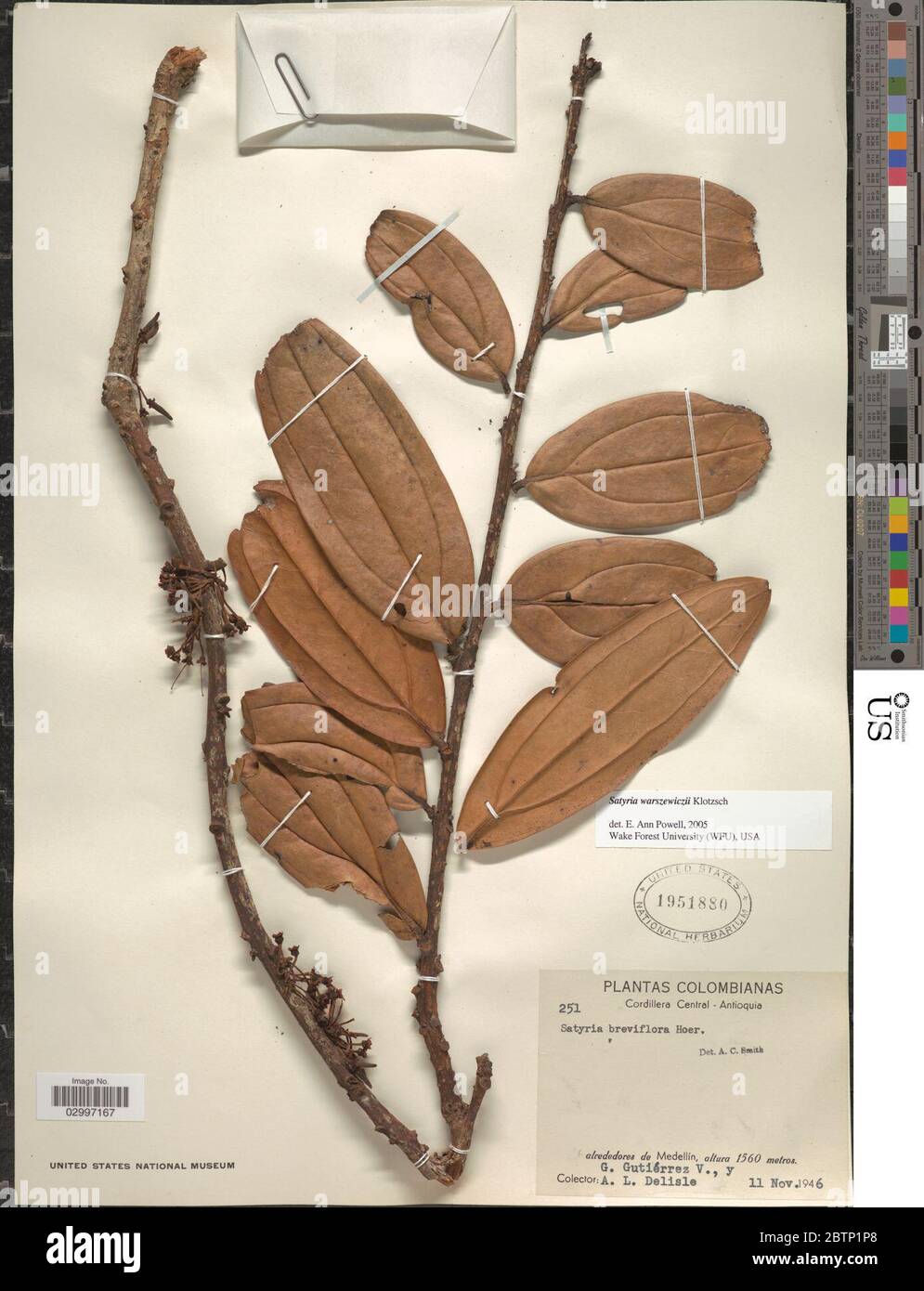 Satyria panurensis Benth ex Meisn Benth Hook f ex Nied. Stock Photo