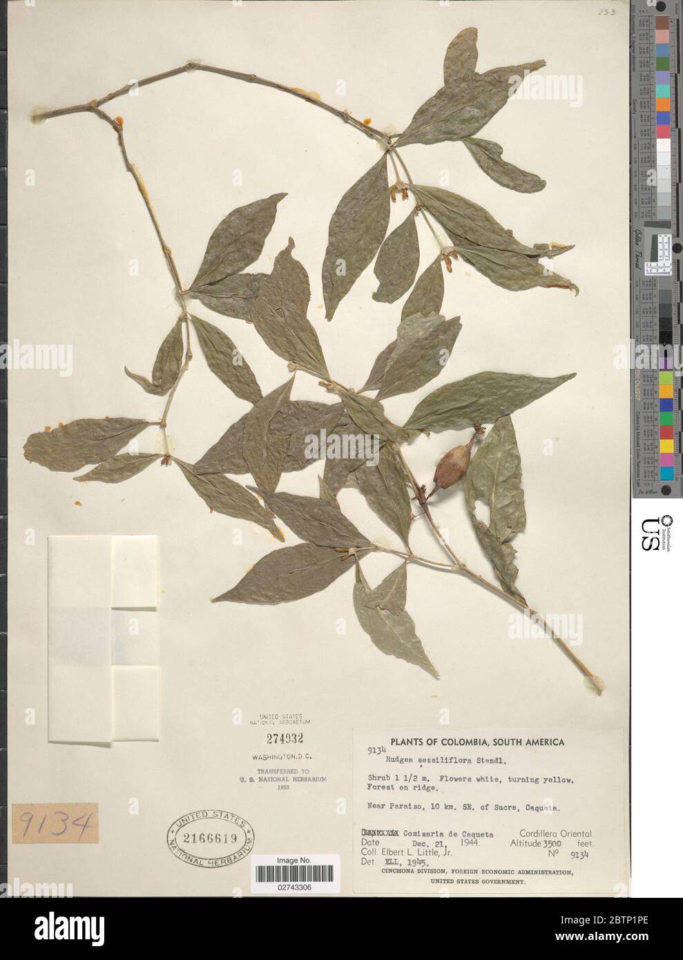 Rudgea sessiliflora Standl. Stock Photo
