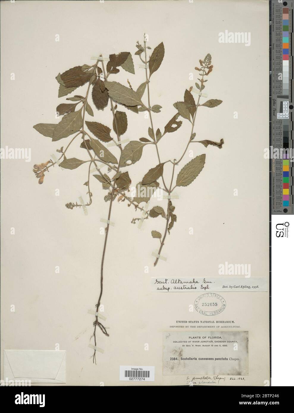 Scutellaria altamaha subsp australis Epling. Stock Photo