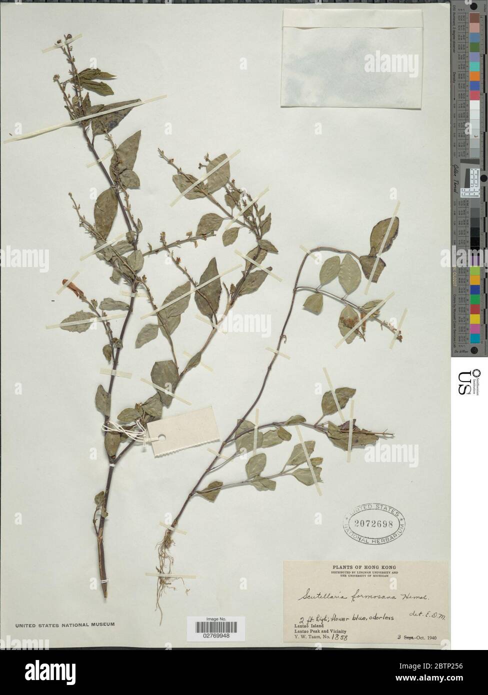 Scutellaria formosana NE Br. Stock Photo