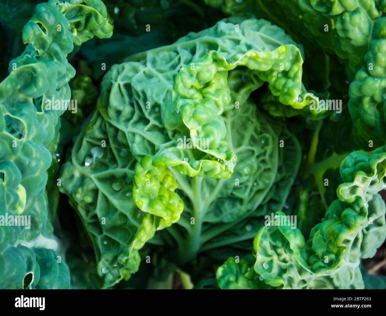 Background Sweet Green Kale Close-up Stock Photo