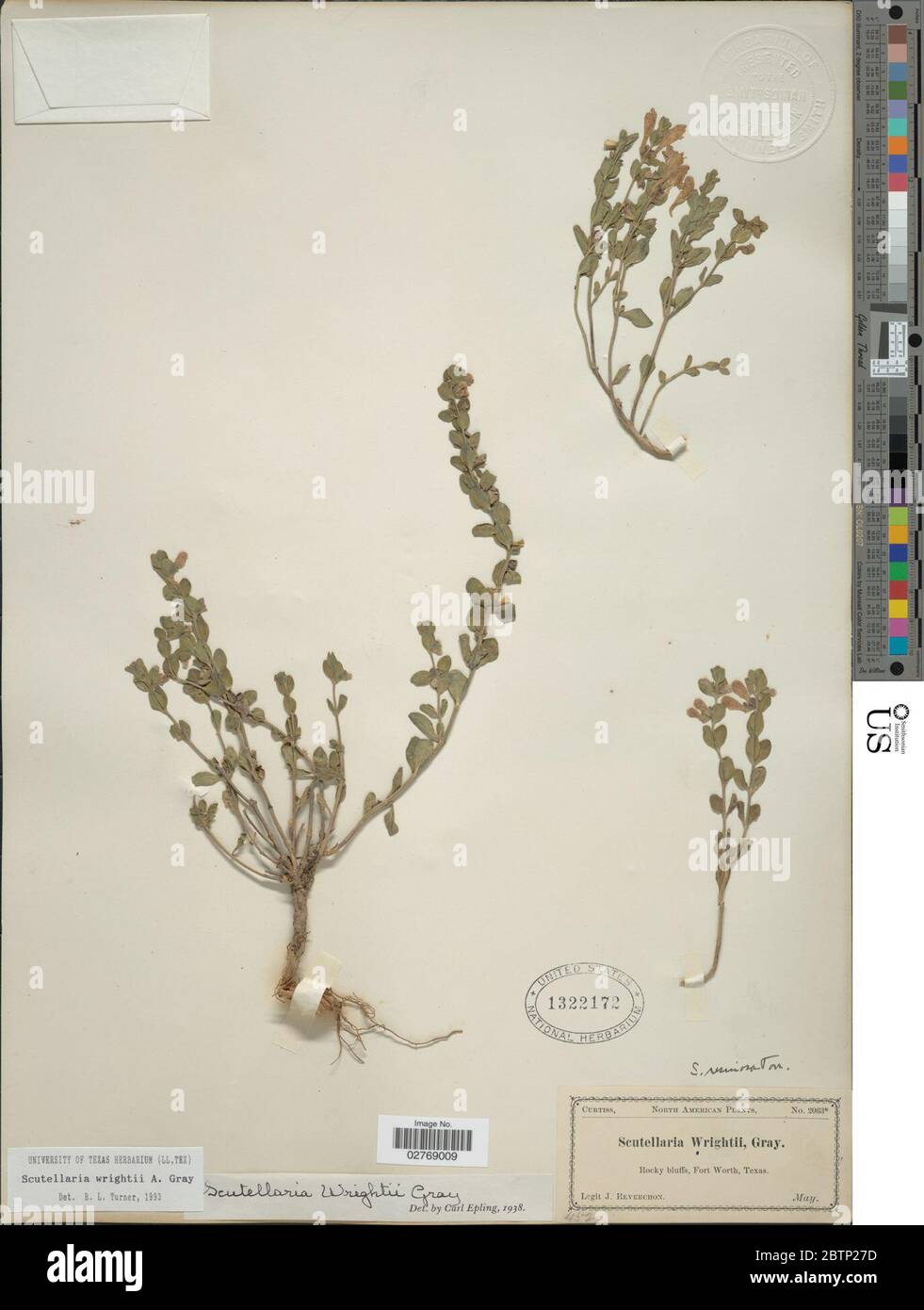 Scutellaria wrightii A Gray. Stock Photo