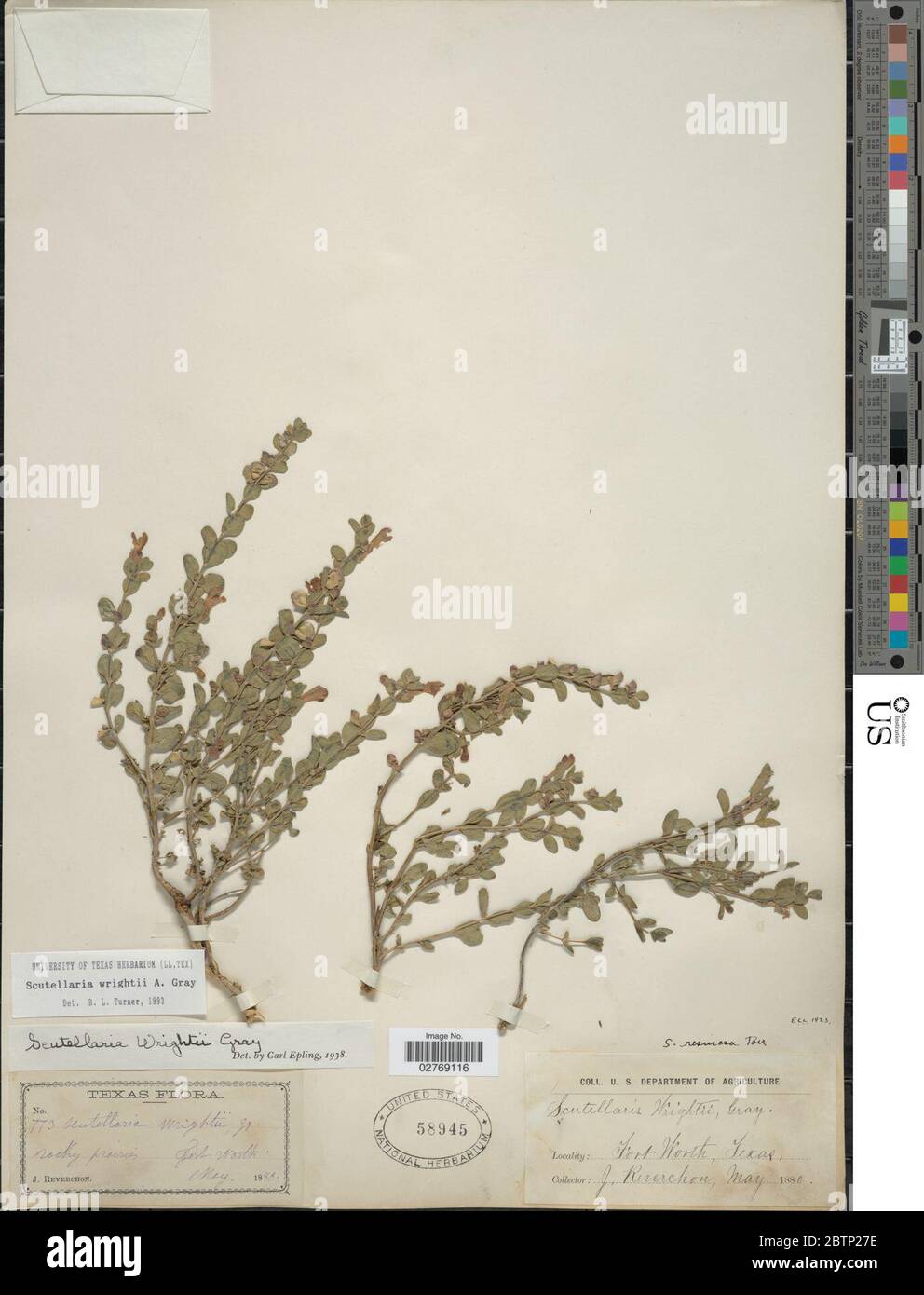 Scutellaria wrightii A Gray. Stock Photo