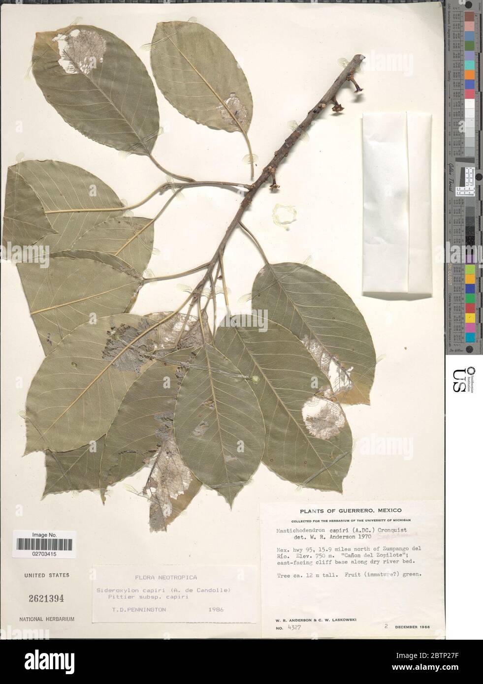 Sideroxylon capiri A DC Pittier subsp capiri. Stock Photo