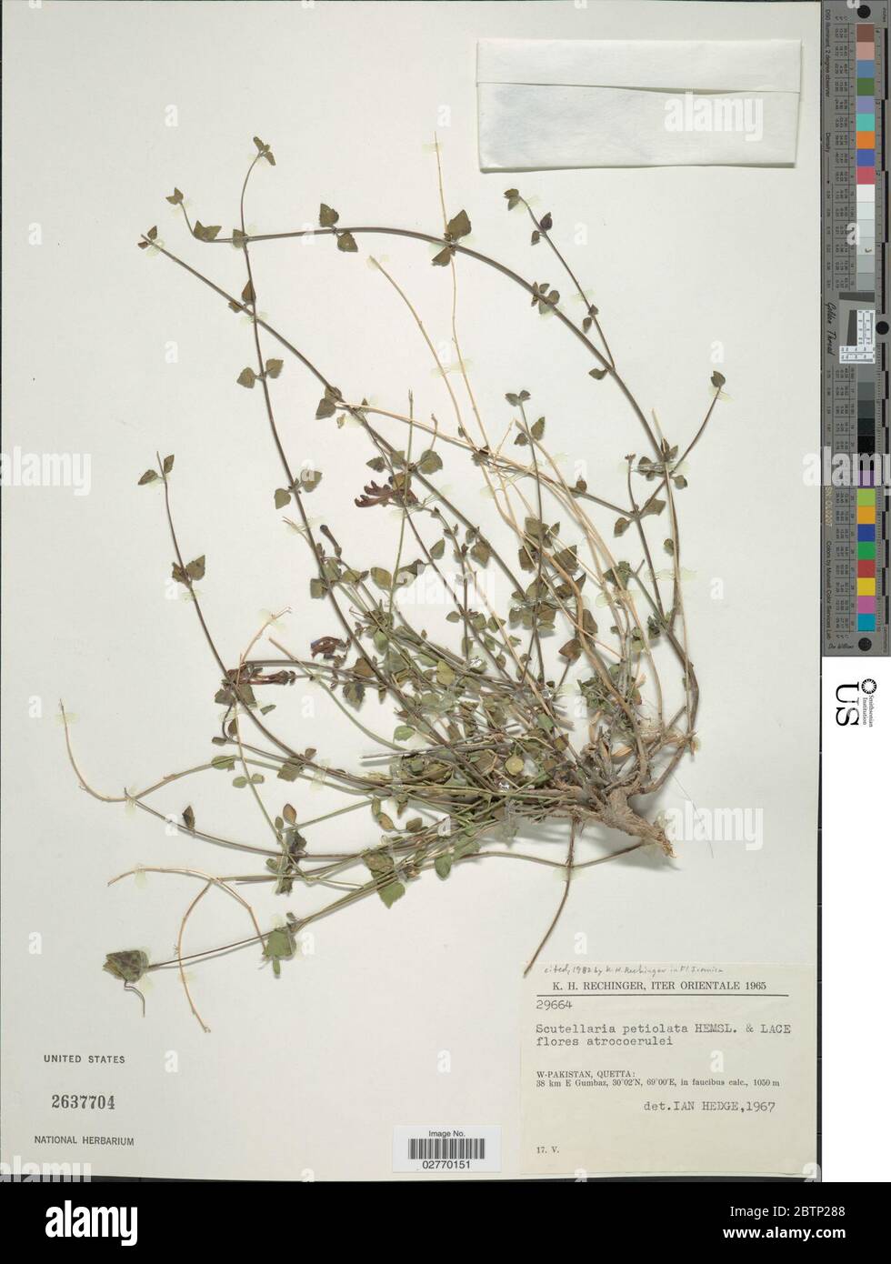Scutellaria petiolata Hemsl ex Lace Prain. Stock Photo