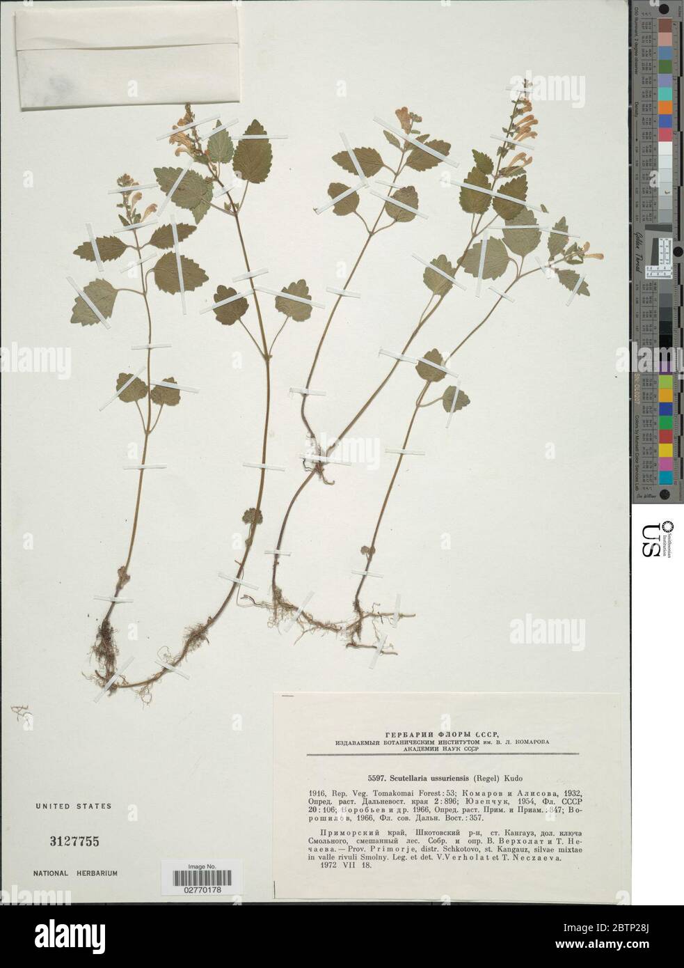 Scutellaria ussuriensis Regel Kud. Stock Photo