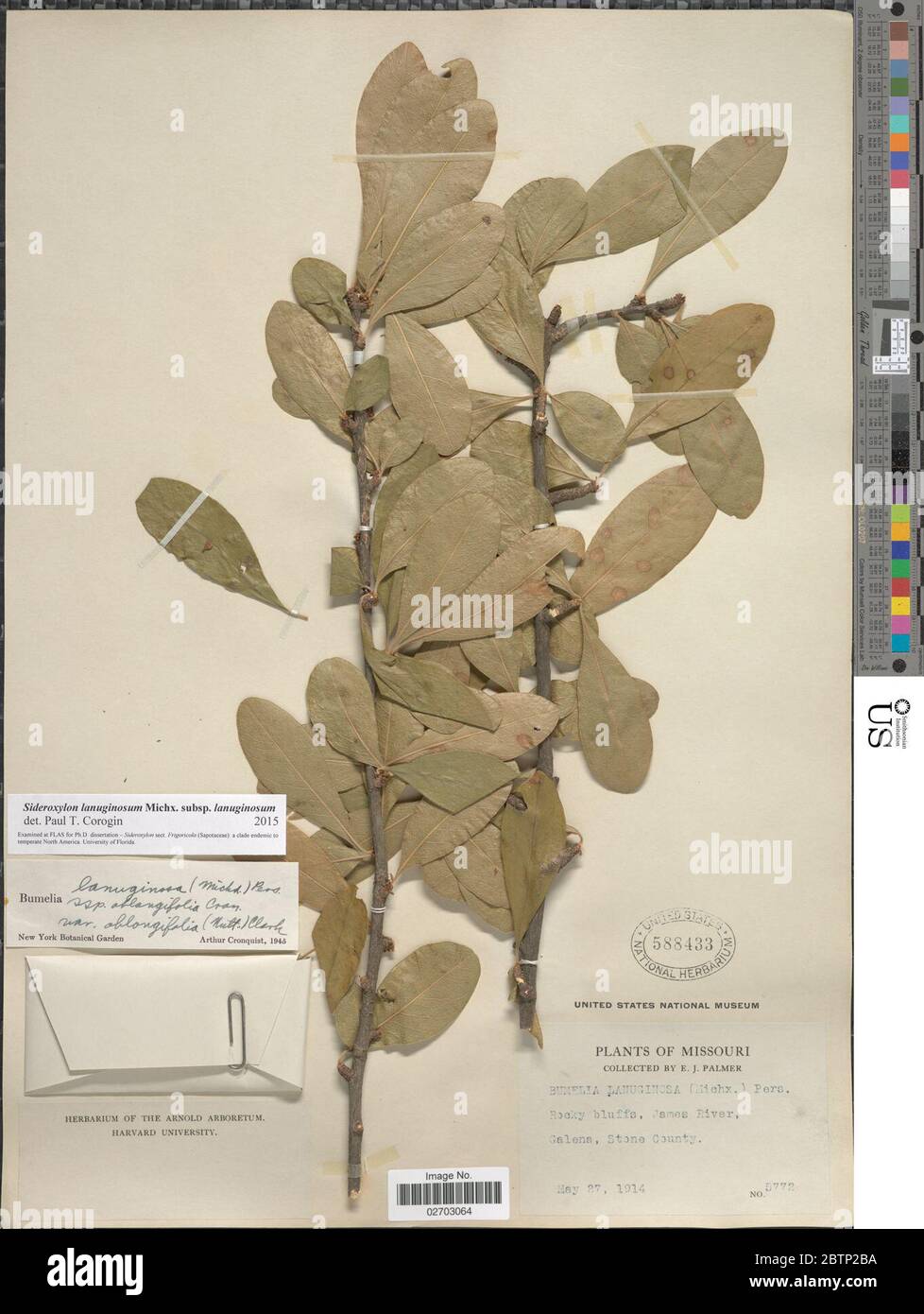 Sideroxylon lanuginosum subsp lanuginosum. Stock Photo