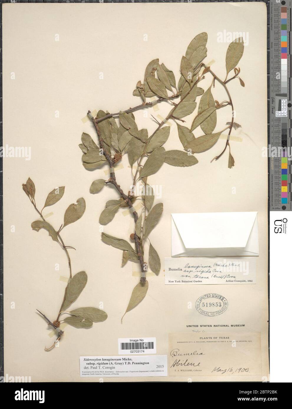 Sideroxylon lanuginosum subsp rigidum A Gray TD Penn. Stock Photo