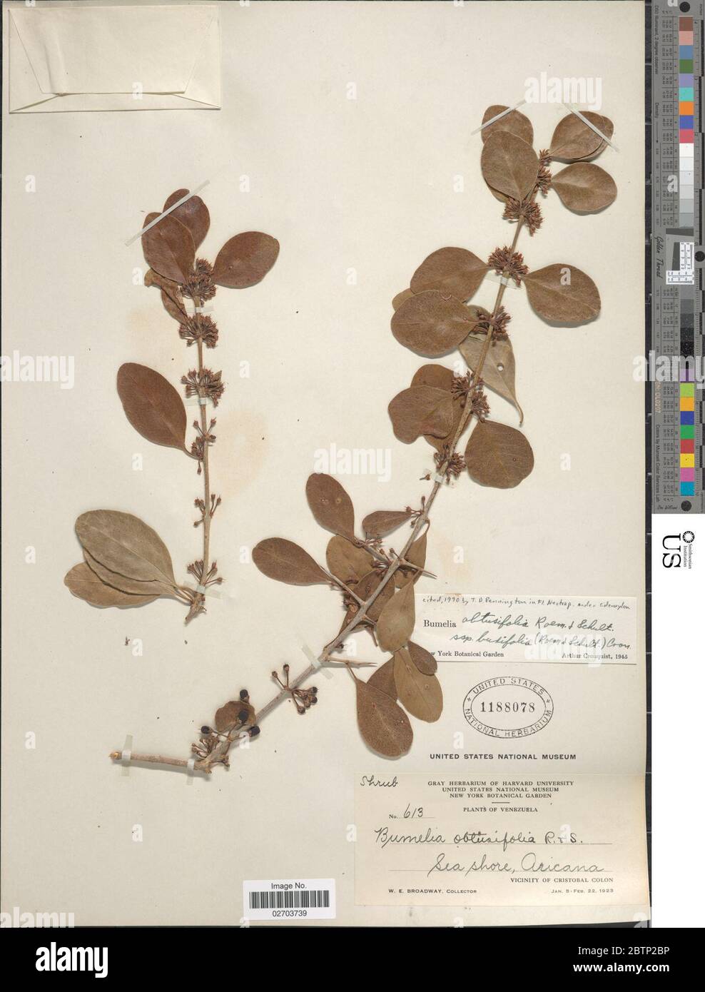 Sideroxylon obtusifolium subsp buxifolium Roem Schult TD Penn. Stock Photo