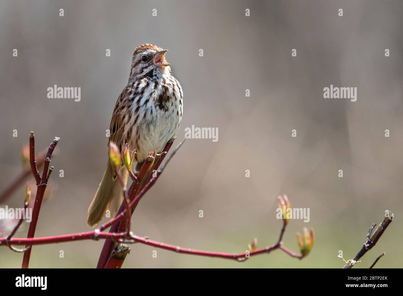 Song Sparrow singing loudly in a park to establish its territory Stock Photo