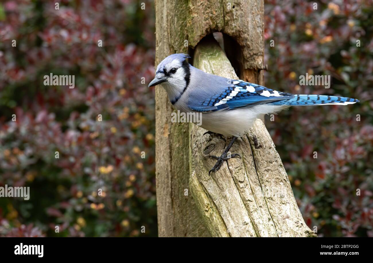 Young Blue Jay High Resolution Stock Photography And Images Alamy