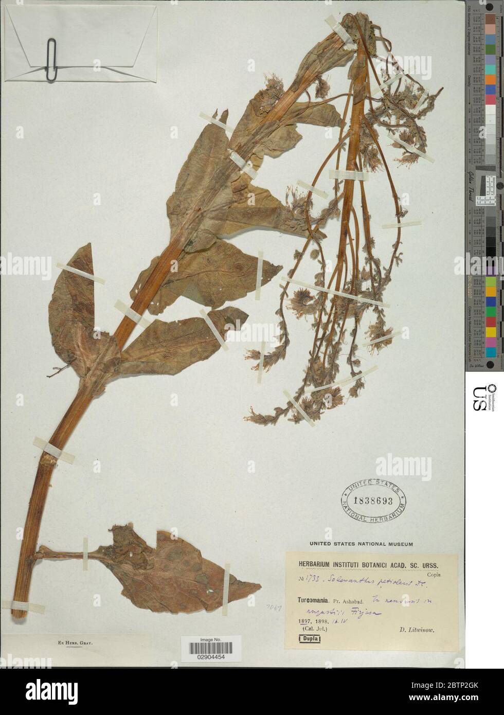 Solenanthus circinatus Ledeb. Stock Photo