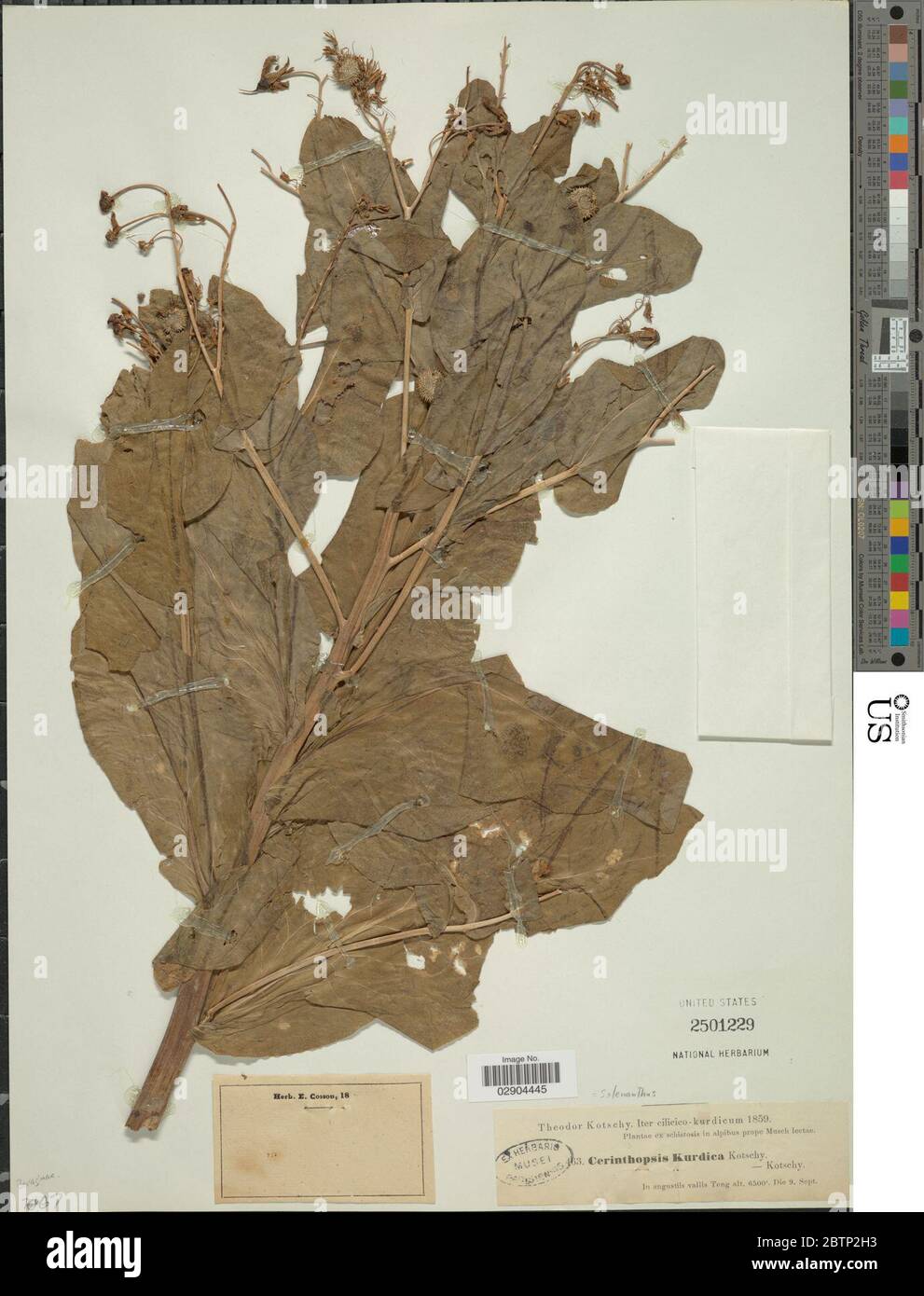 Solenanthus kurdicus Grke. Stock Photo