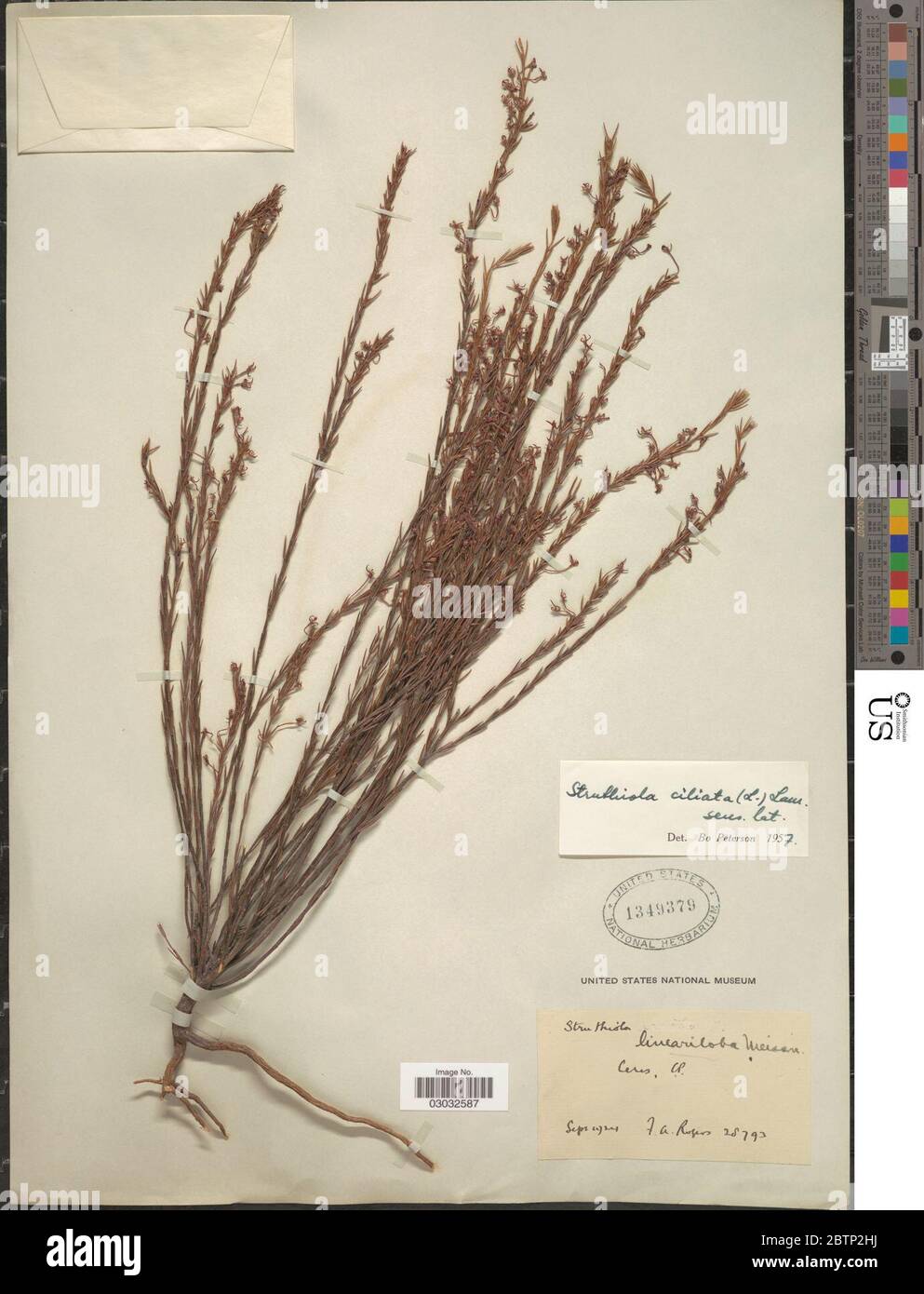 Struthiola ciliata L Lam. Stock Photo