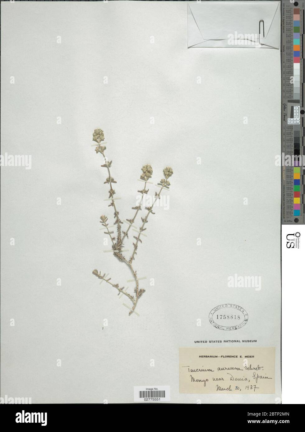 Teucrium aureum Schreb Stock Photo Alamy