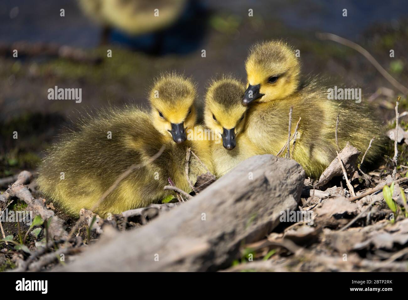 Canada Goose gosling cuddling with downy siblings Stock Photo