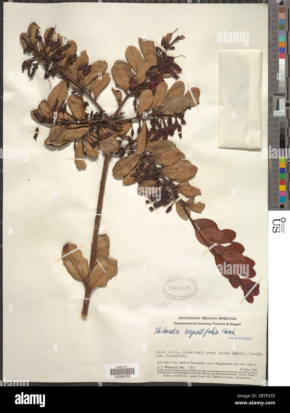 Thibaudia angustifolia Hook. Stock Photo