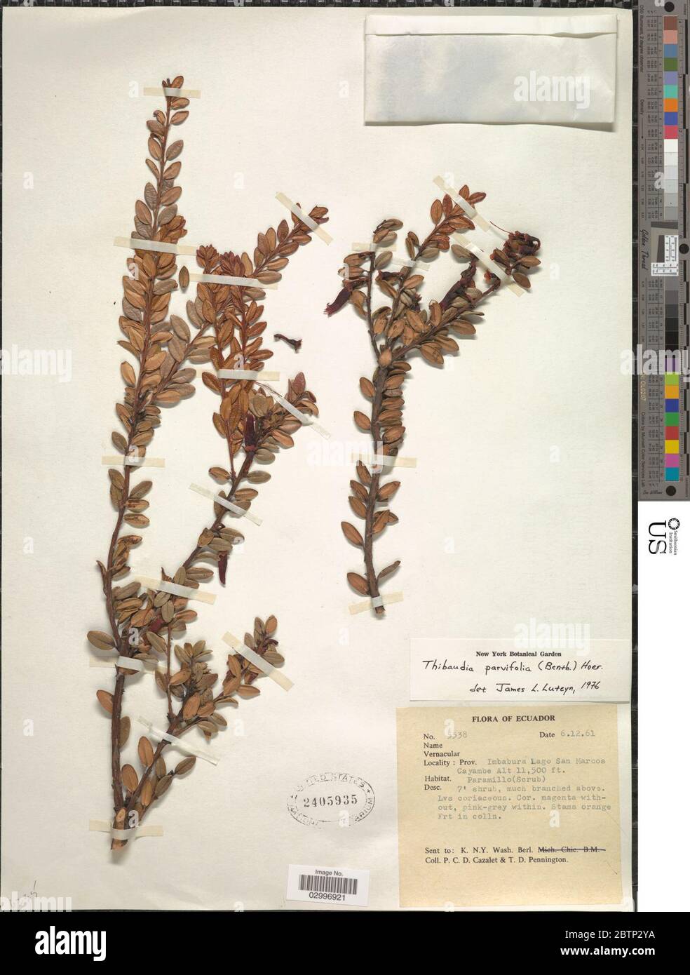 Thibaudia parvifolia Benth Hoerold. Stock Photo
