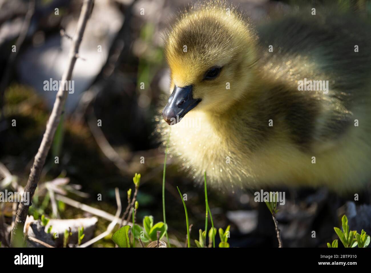 Canada Goose gosling eating in a park along the St. Lawrence River in Canada Stock Photo
