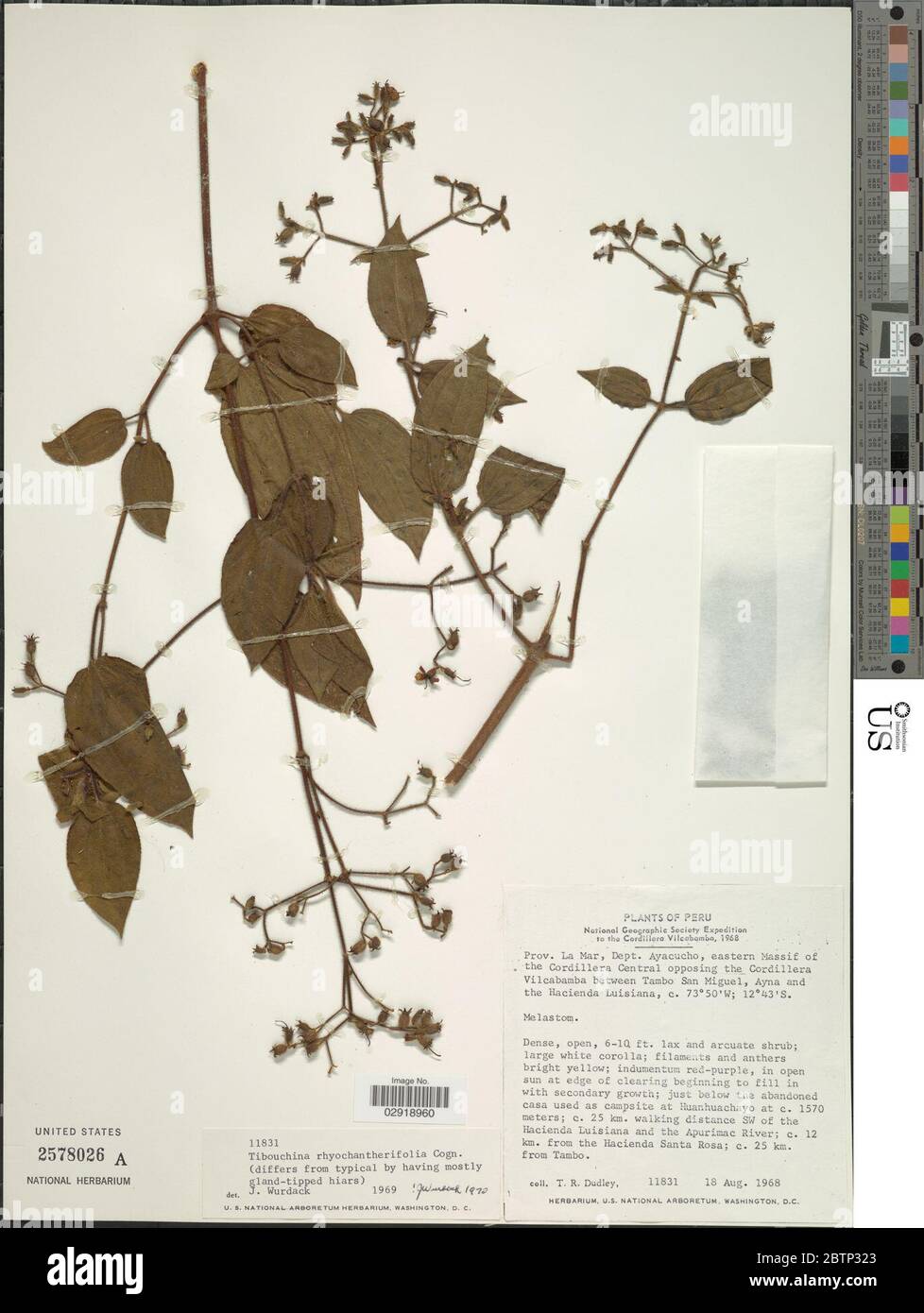 Tibouchina rhynchantherifolia Cogn. Stock Photo
