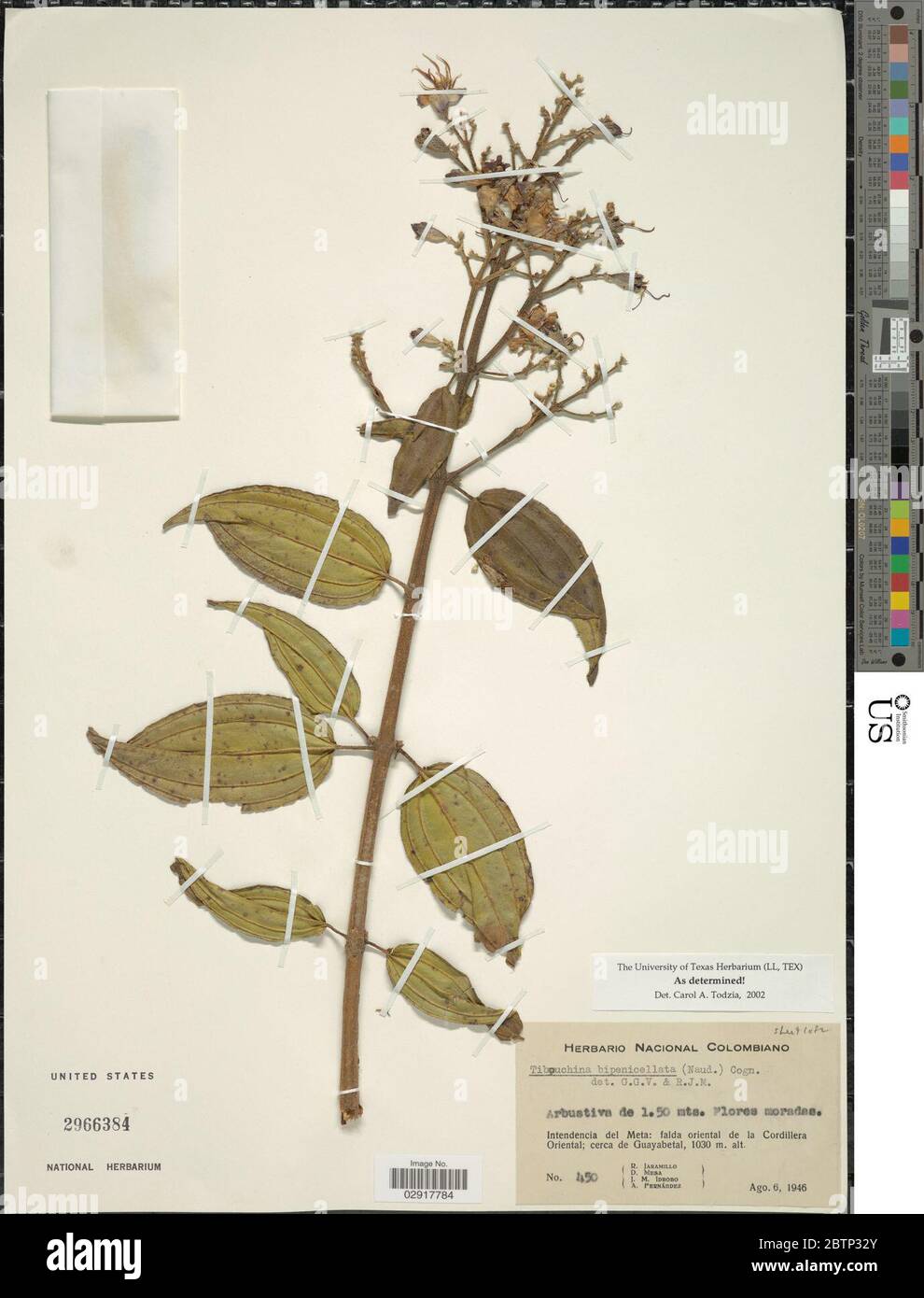 Naudin Vector Tibouchina bipenicillata Naudin Cogn Stock Photo - Alamy