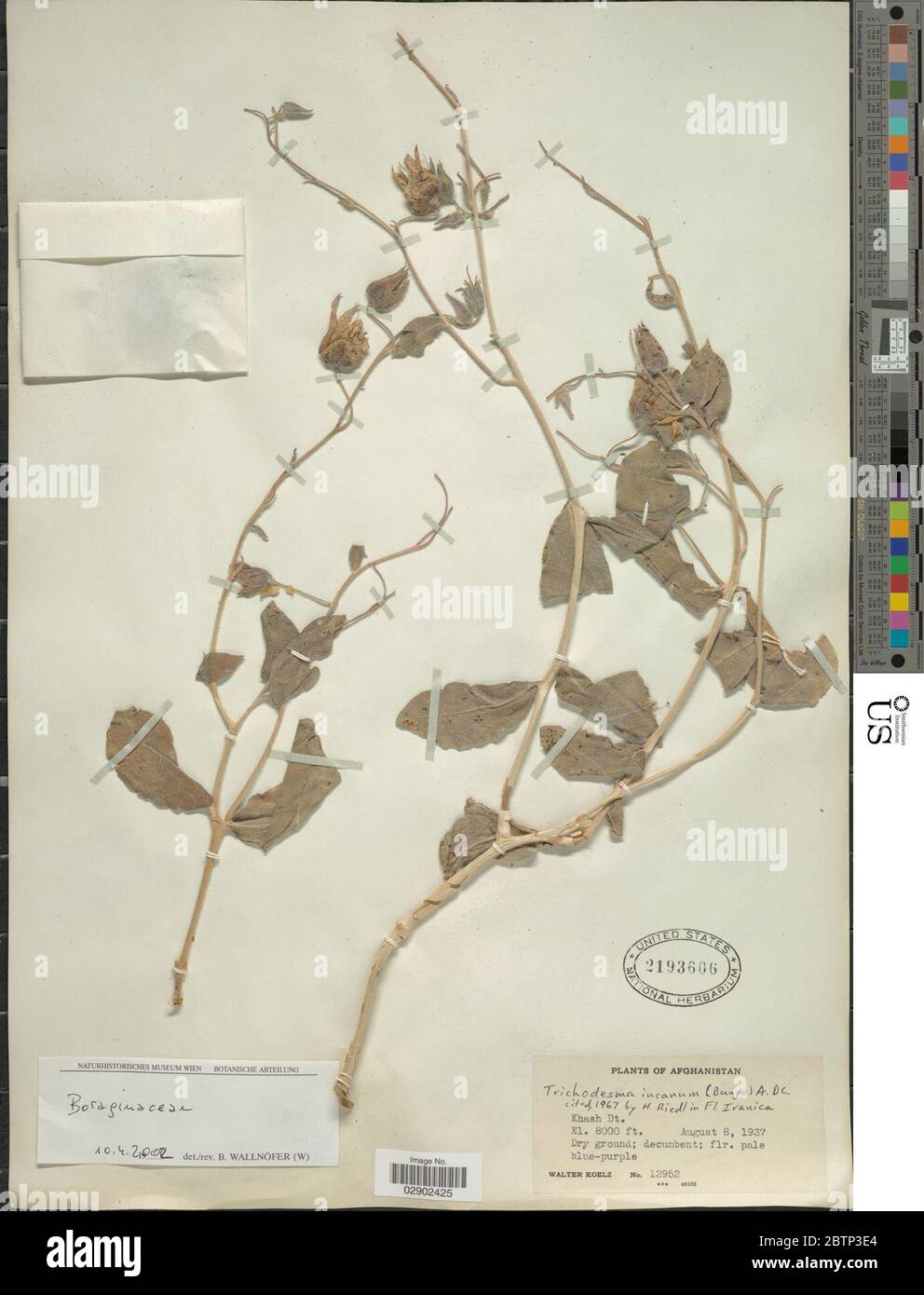 Trichodesma incanum Bunge A DC. Stock Photo