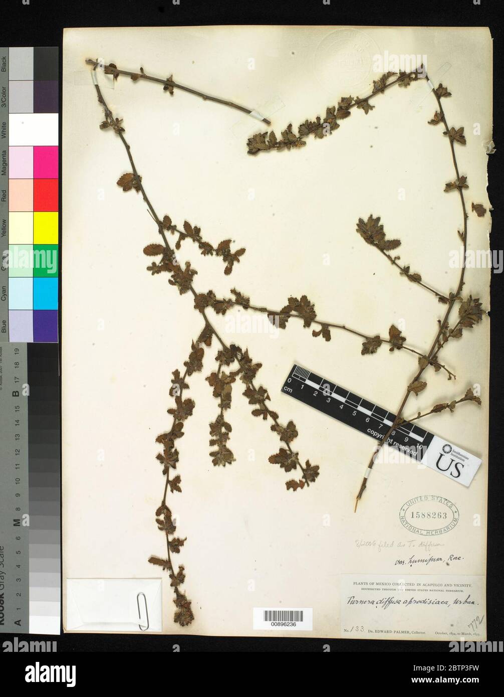 Turnera diffusa Willd ex Schult. Stock Photo