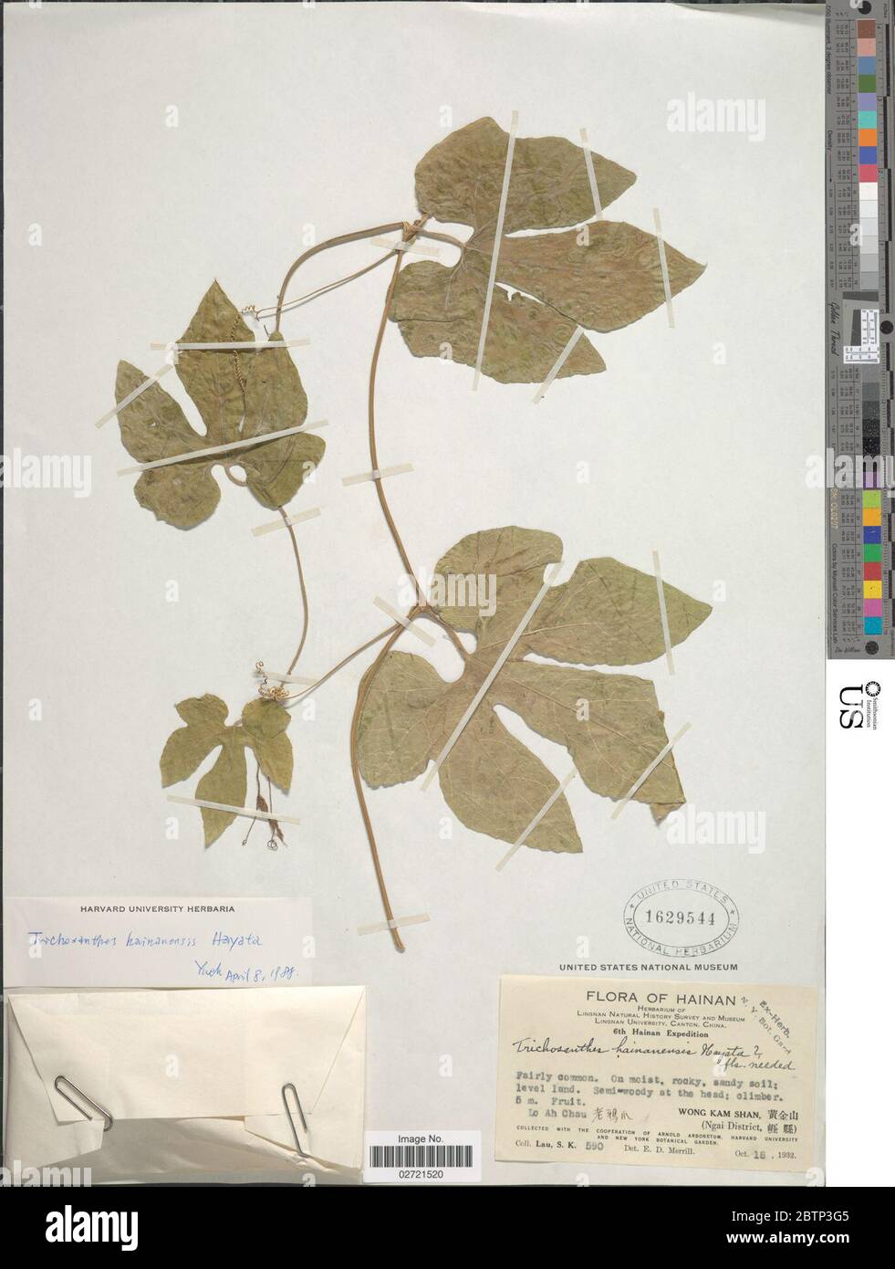Trichosanthes hainanensis Hayata. Stock Photo