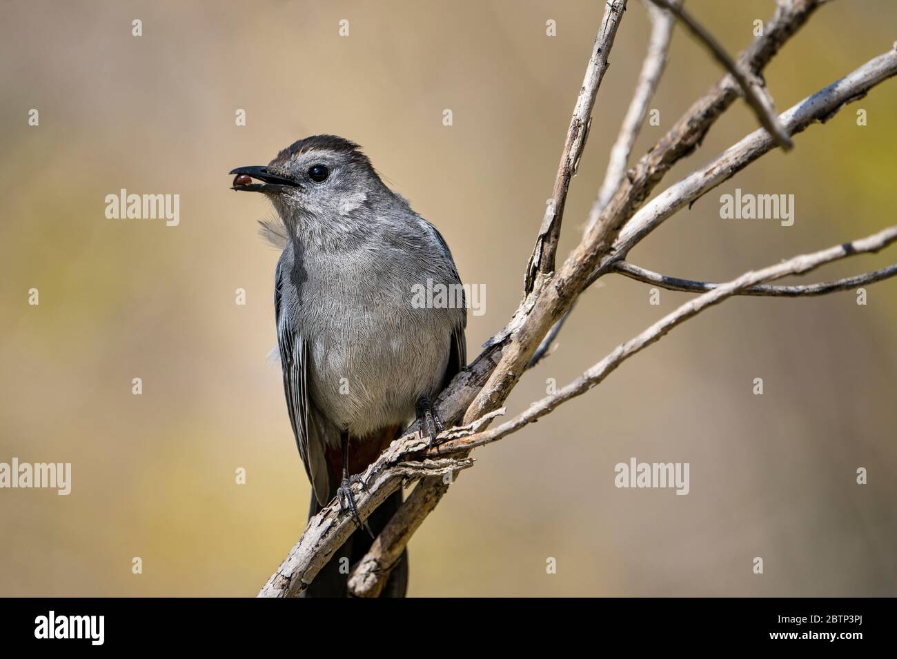 Perched Gray Catbird foraging for food Stock Photo