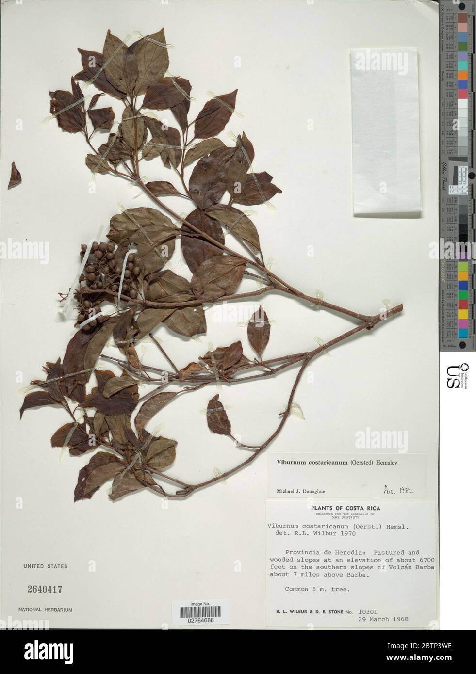 Viburnum costaricanum Oerst Hemsl. Stock Photo
