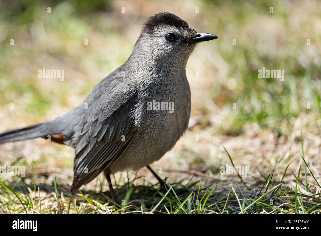 Gray Catbird foraging for food on the ground Stock Photo