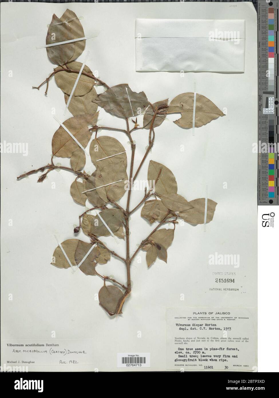 Viburnum acutifolium subsp microphyllum. Stock Photo