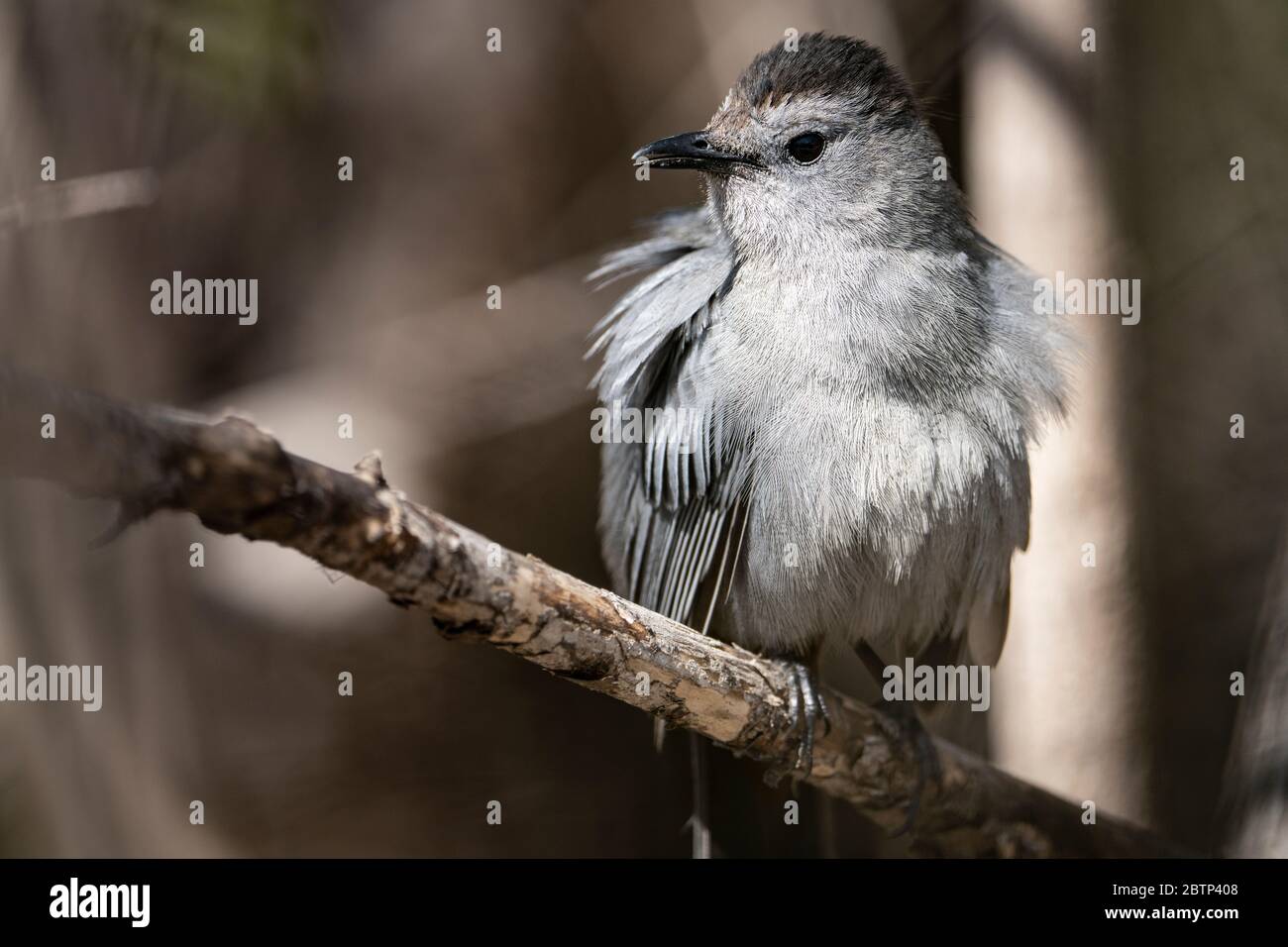 Perched Gray Catbird foraging for food Stock Photo