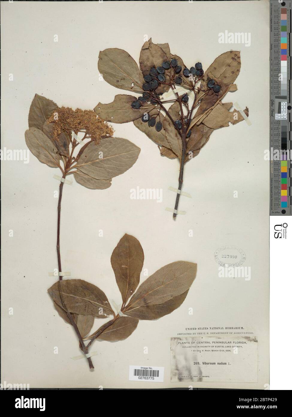 Viburnum nudum L. Stock Photo